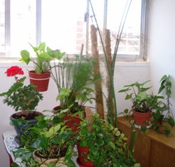 PLANTAS SERES VIVOS - AMO LA VIDA