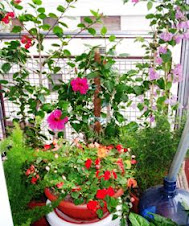 SANTA RITA - ROSA CHINA