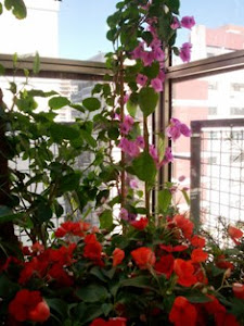 17  ESTAS FLORES DEMUESTRAN NO HAY MAL