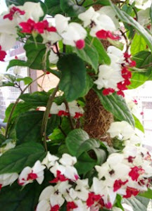 19 SI HUBIERA MAL EN ACTO O EN IDEA EN LOS MÍOS