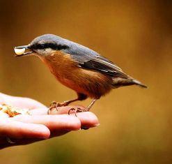 PAJARITO ALIMENTÁNDOSE