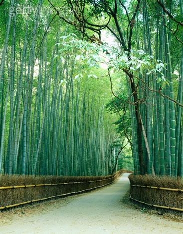 [caminho+bambu+getty.jpg]