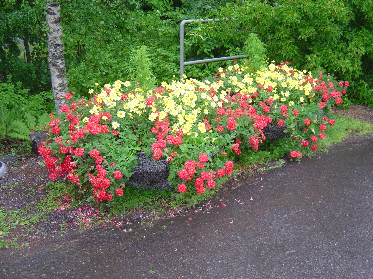 [DSC07386.JPG]