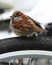 Bird On A Bike