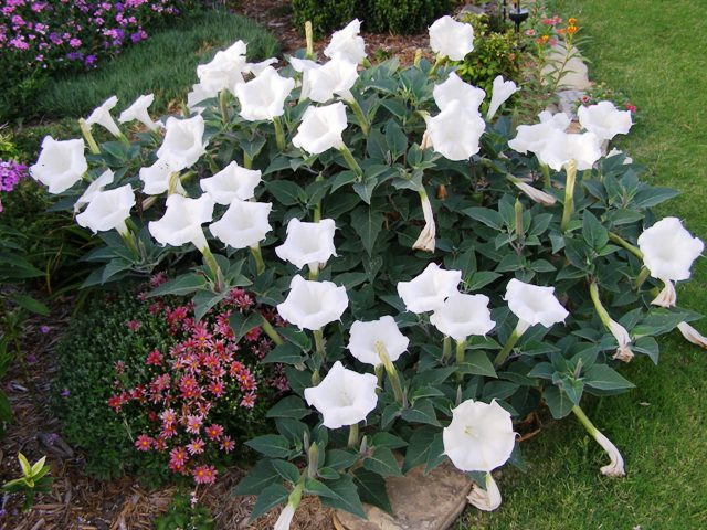 datura images