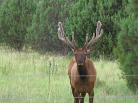 Elk who watched the mailing of the Letters!