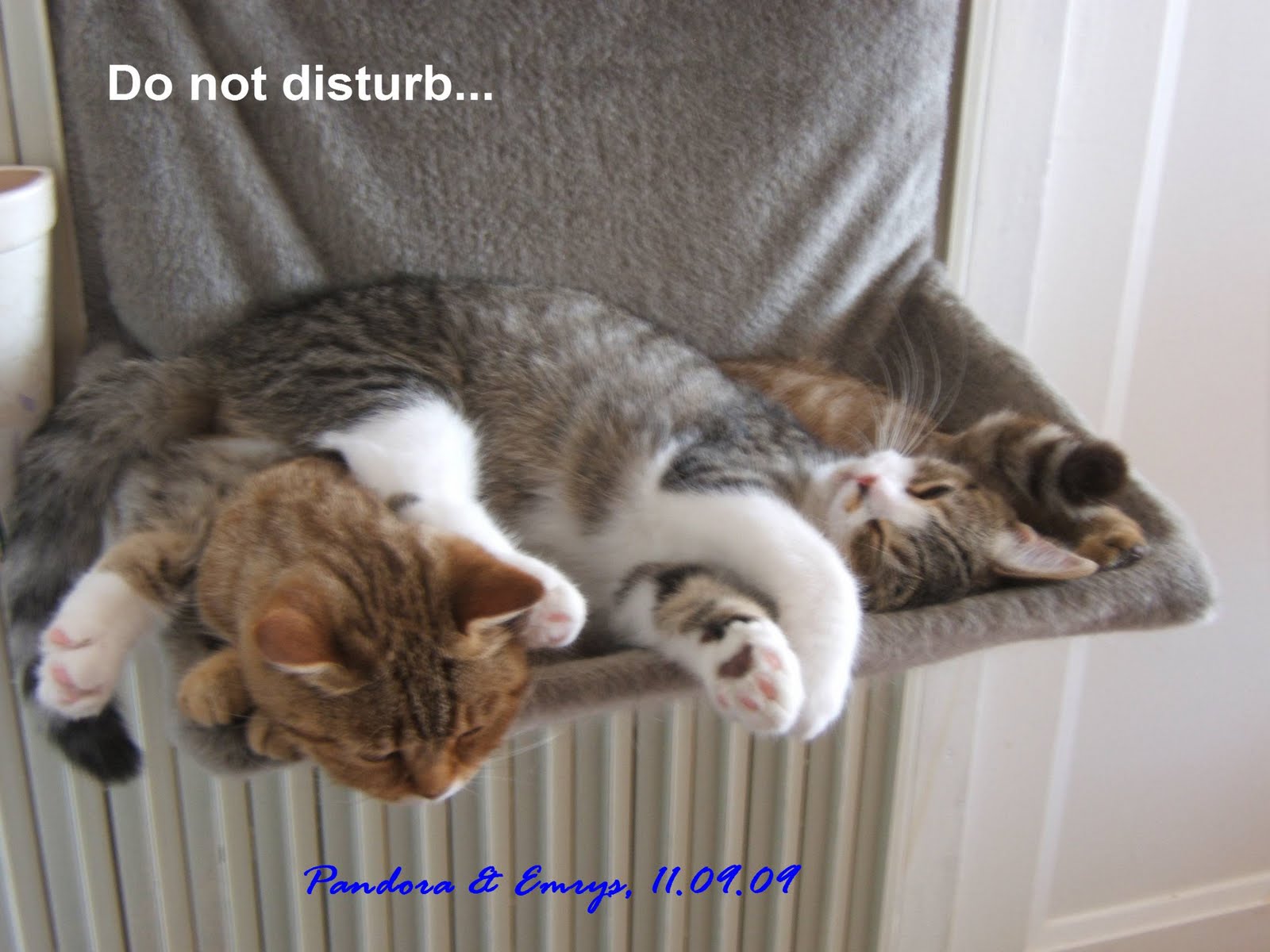 [Do+not+Disturb.jpg]