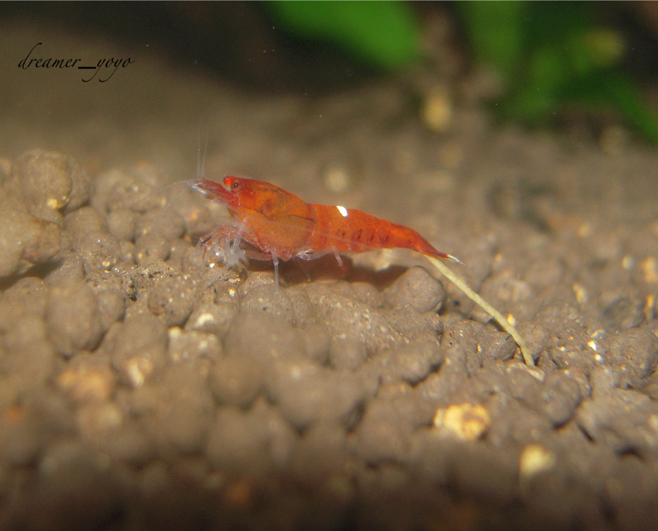 Crystal Red Shrimp Red Eye Red King Kong