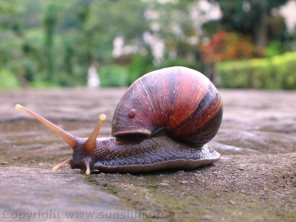 [snail_1.jpg]