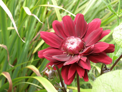 Karma Flower