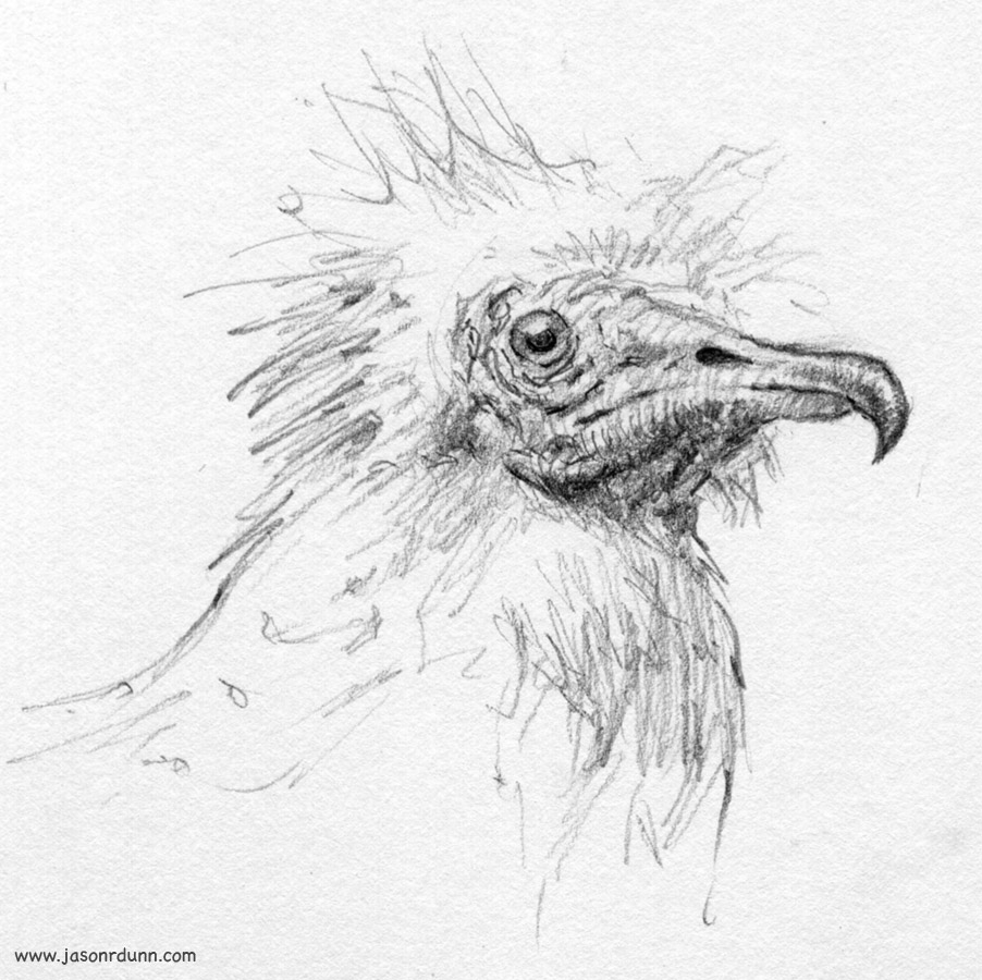 [07_05_07_vulture.jpg]