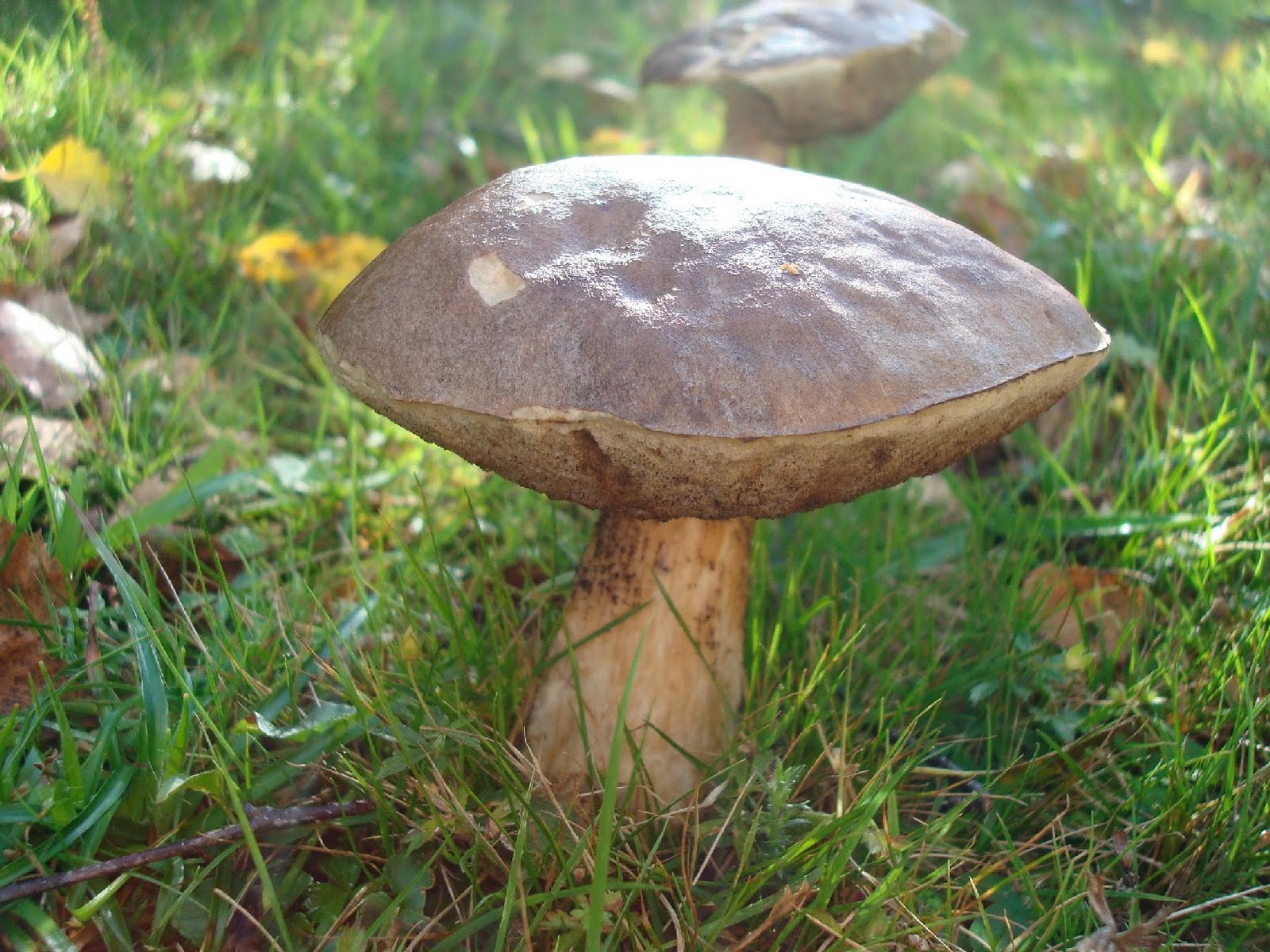 Birch Bolete