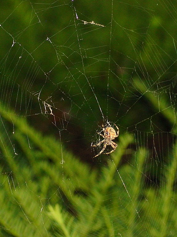 [spider+web.JPG]