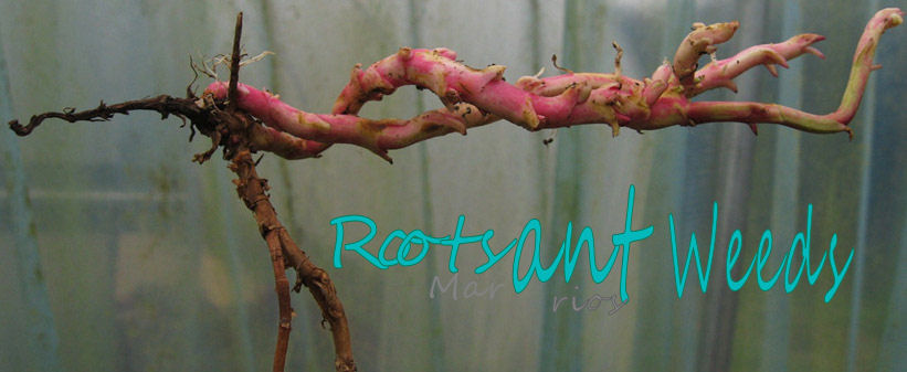 Roots Ant Weeds