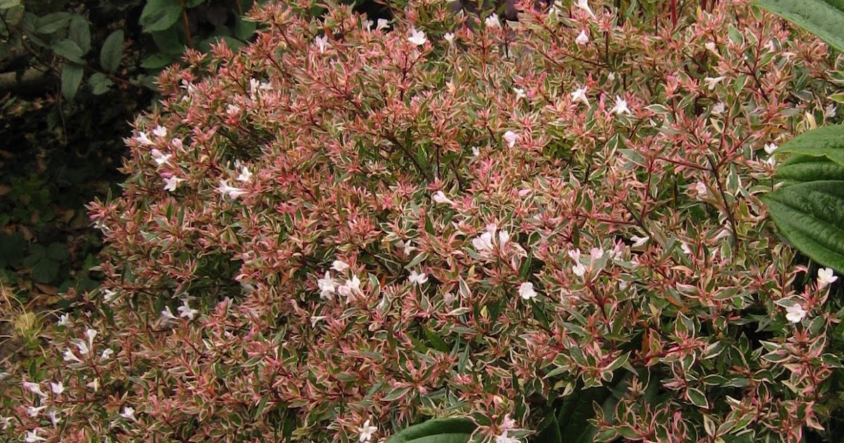 Dublin Flora Abelia x grandiflora 'Confetti'