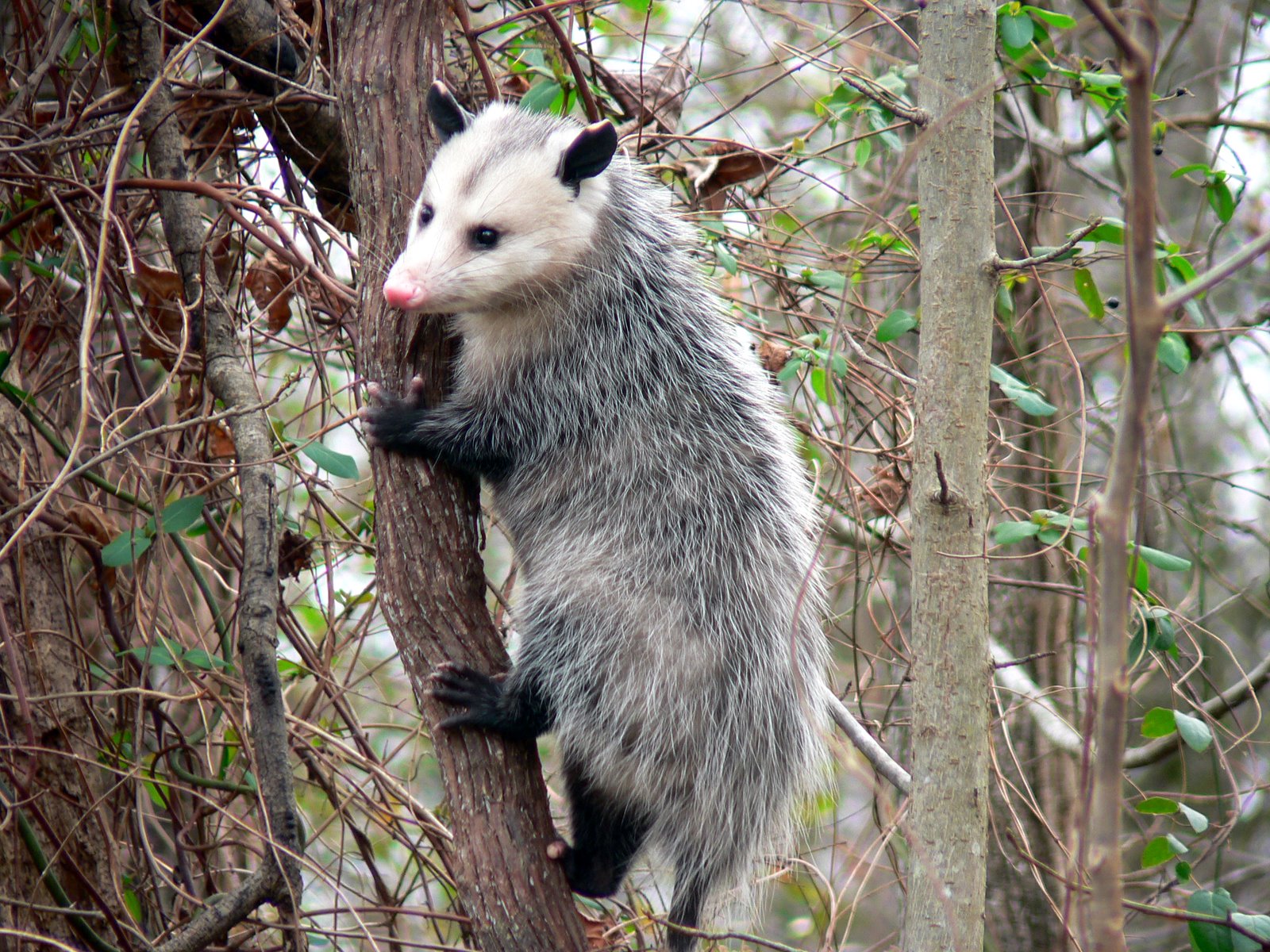 SwampThings Opossum