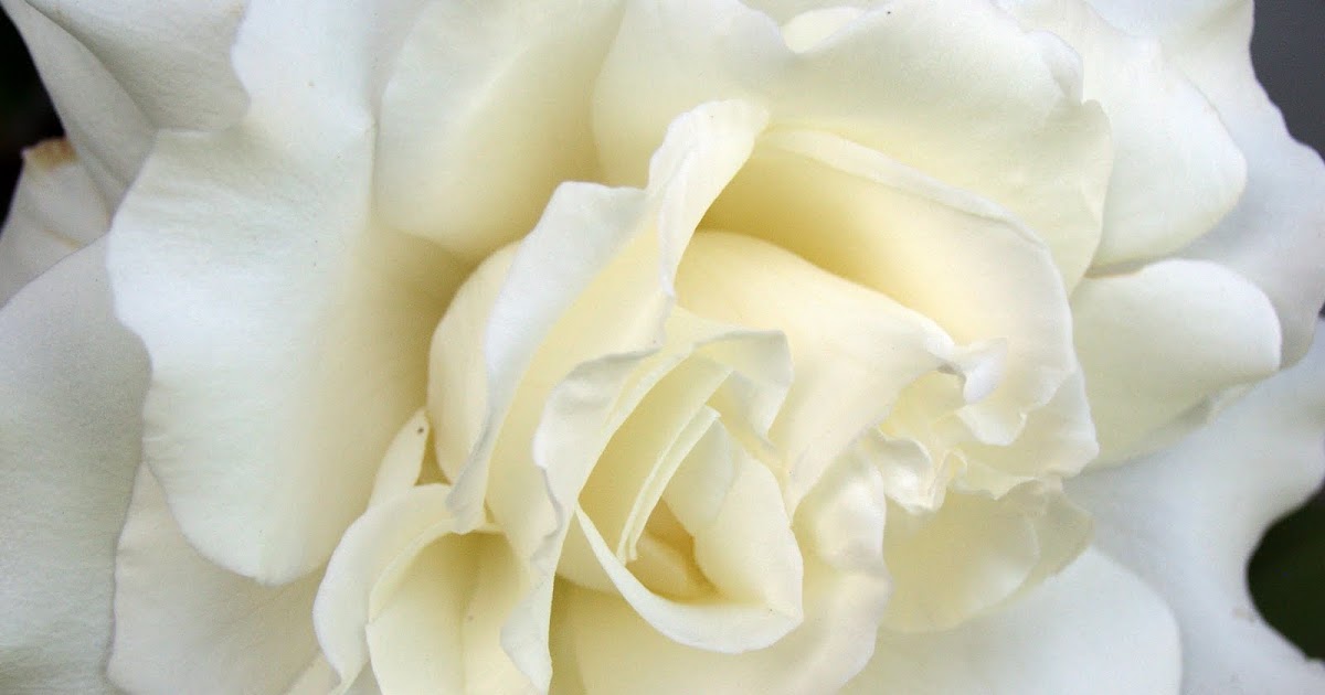 BSMS Eighth Grade English Langauge Arts "Flowers for Algernon" Theme