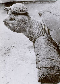 turtle-on-turtles-head