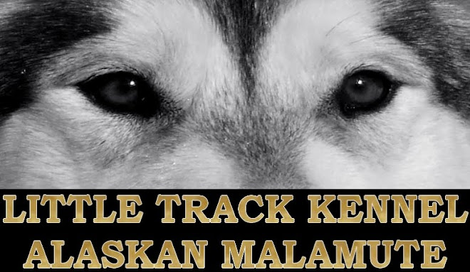 LITTLE TRACK ALASKAN MALAMUTE