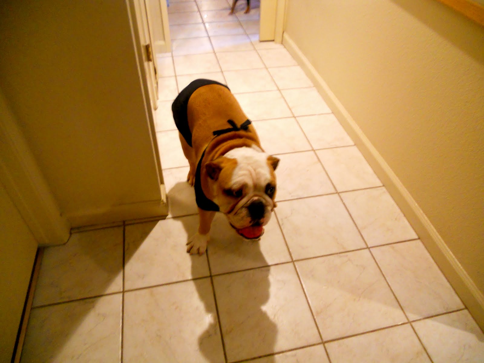 bulldog in bikini