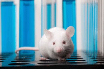 [ratonin.jpg]