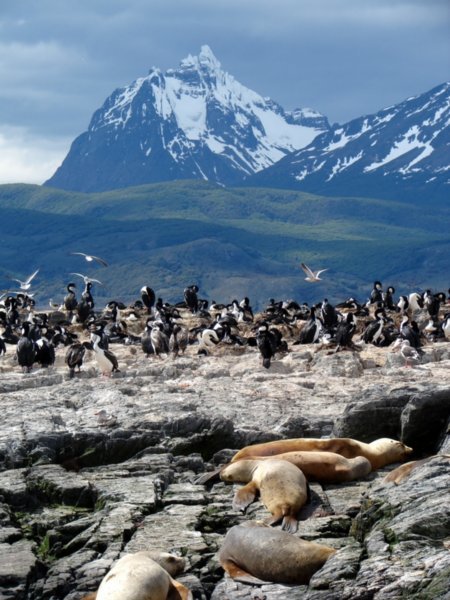[1773125-Isla-de-los-Lobos-in-the-Beagle-Channel-with-the-island-of-Tierra-del-Fuego-in-the-background-2.jpg]