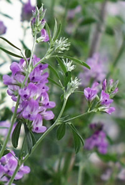 [alfalfa3.jpg]