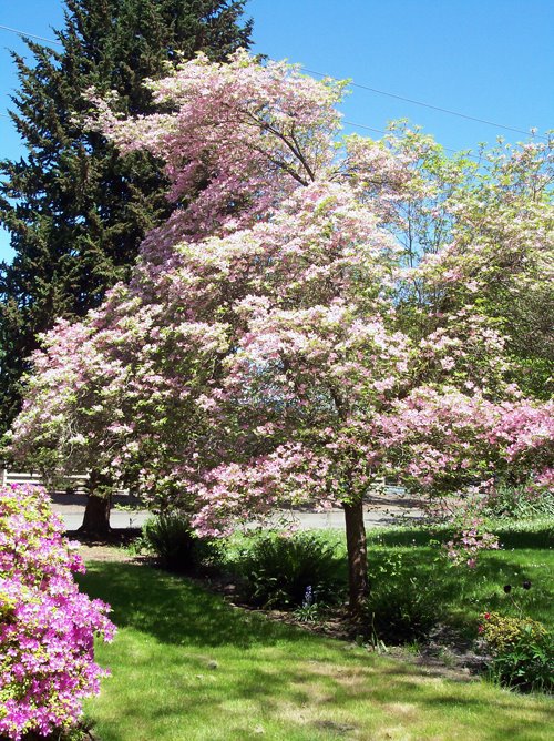 [tree.jpg]