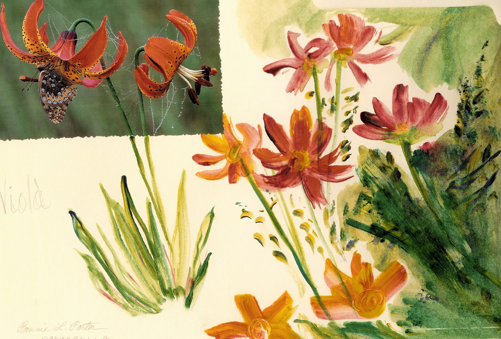 [ButterflyFolderMag.jpg]