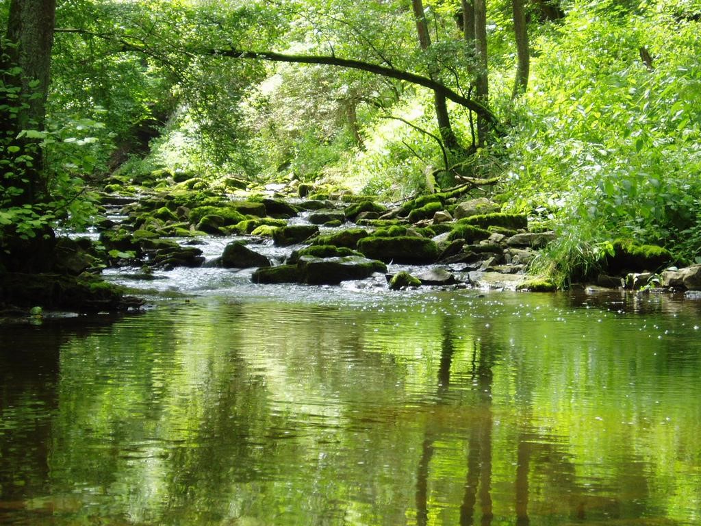 Escolla de Sophia O riacho e a mente