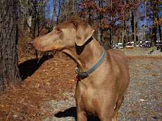 Hansie