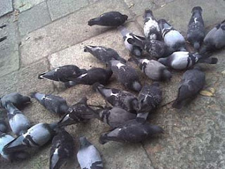 piccioni