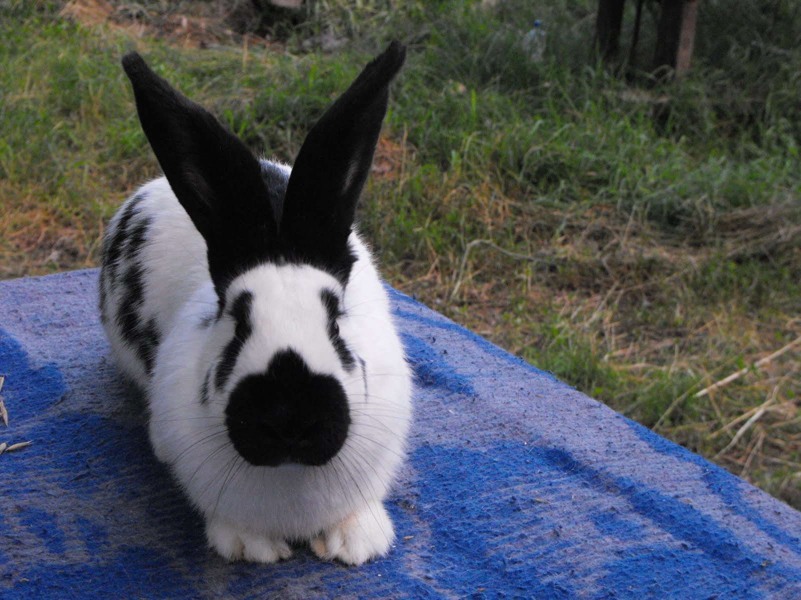 IEPURI DE VANZARE: iepuri din rasa fluture german