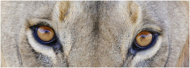 The eyes of the Kgalagadi