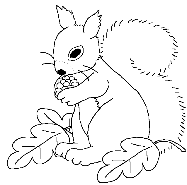 [squirrel.gif]