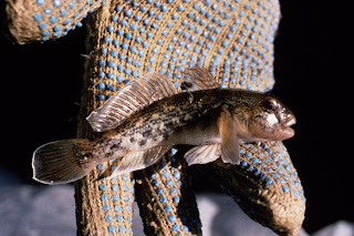 Sierra Club ~ Great Lakes Blog: Invasive Species: Round Goby