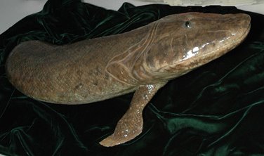 [Tiktaalik[1].jpg]