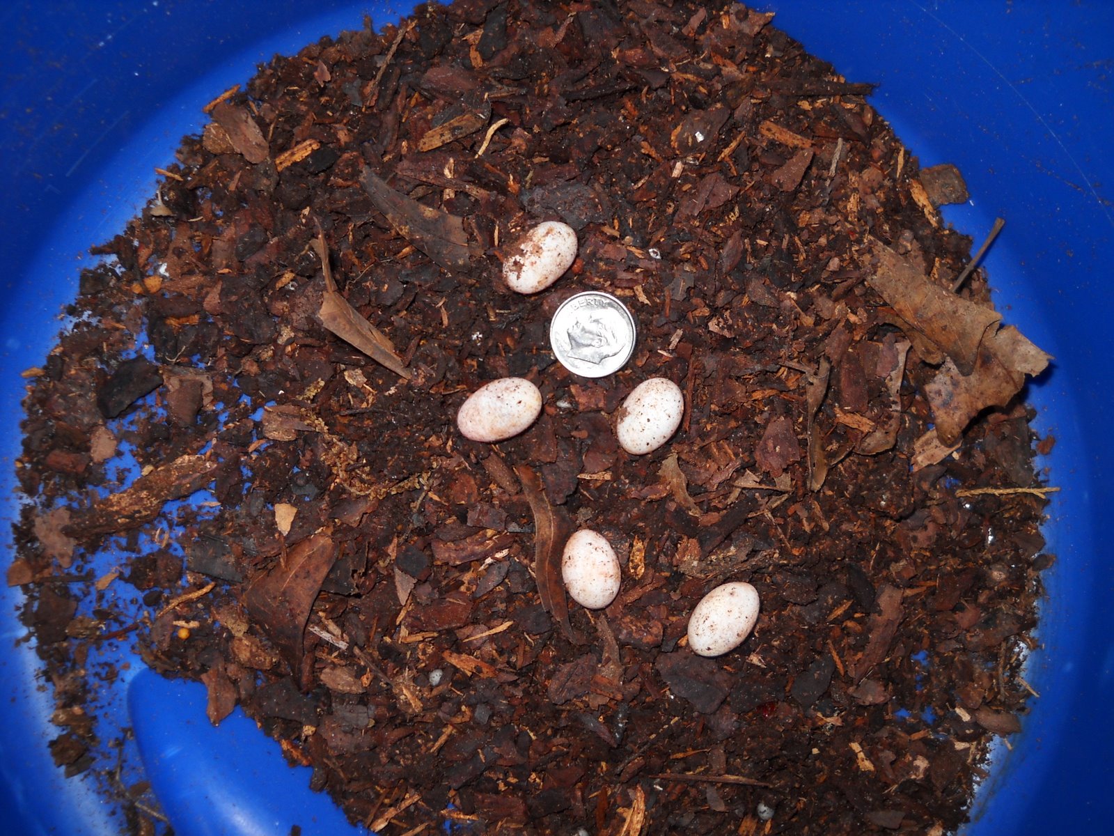 Gold Hill Plant Farm: Baby Fence Lizards