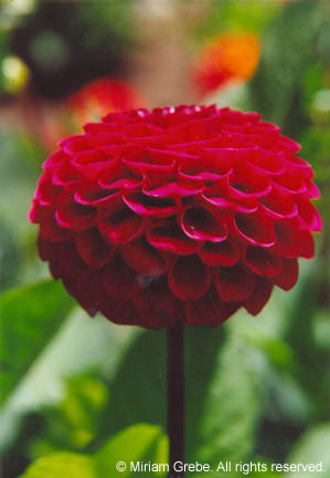 Red Dahlia Wedding