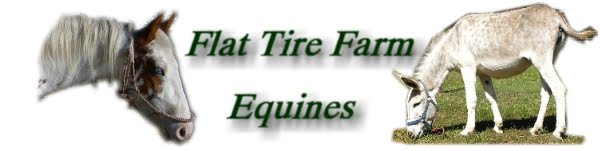 Flat Tire Farm Equines