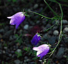 Lady Slippers at the Homer Pratt Museum Gardens