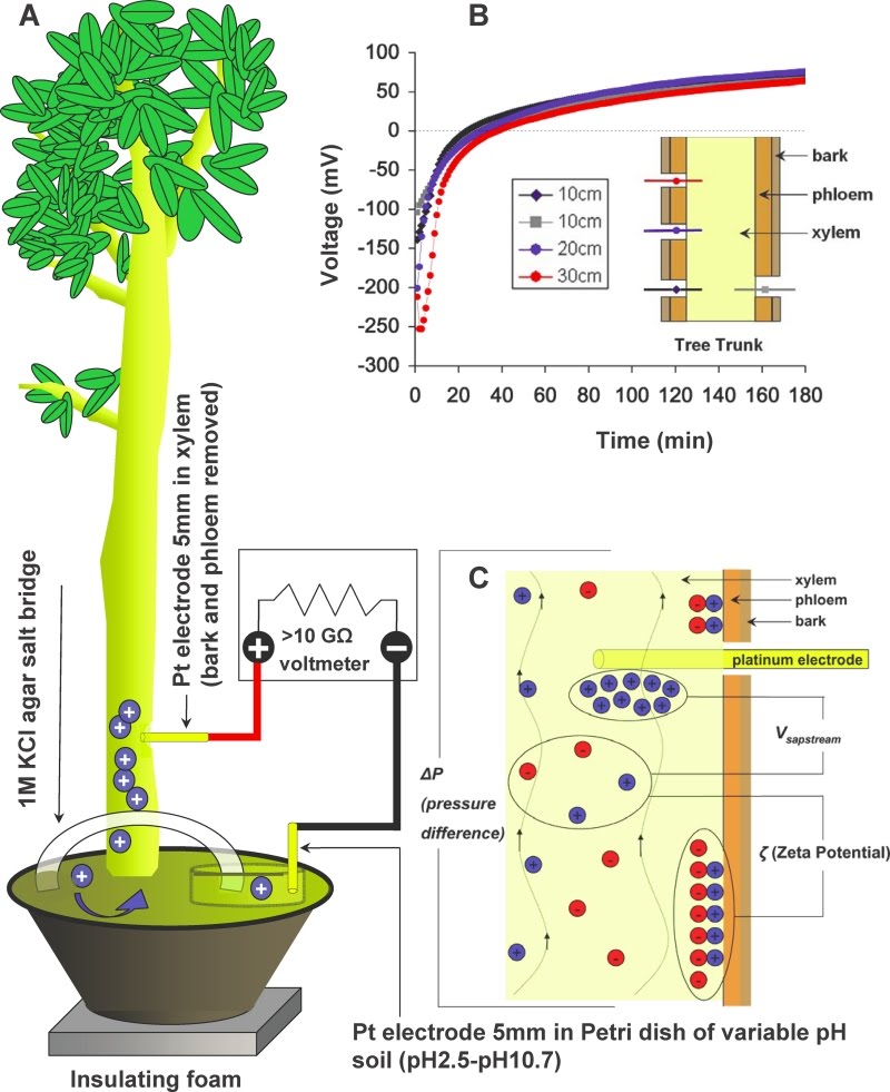 [ArbreElectriqueSchemaJPG.jpg]