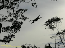 Proboscis Monkey