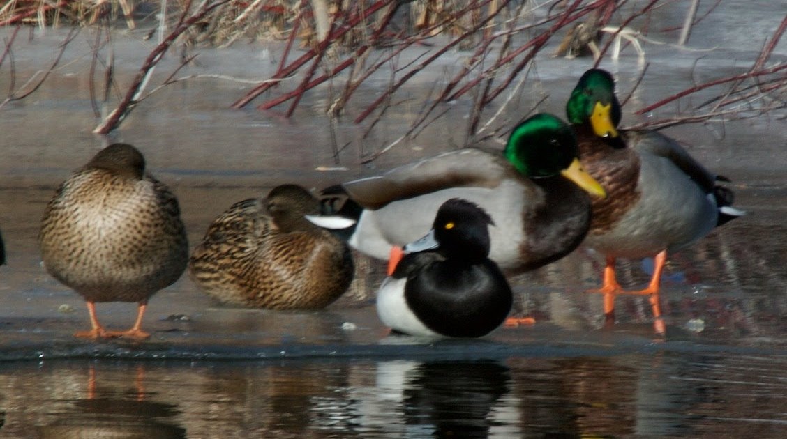 The Birdist Tufted Duck in Westbrook, Maine