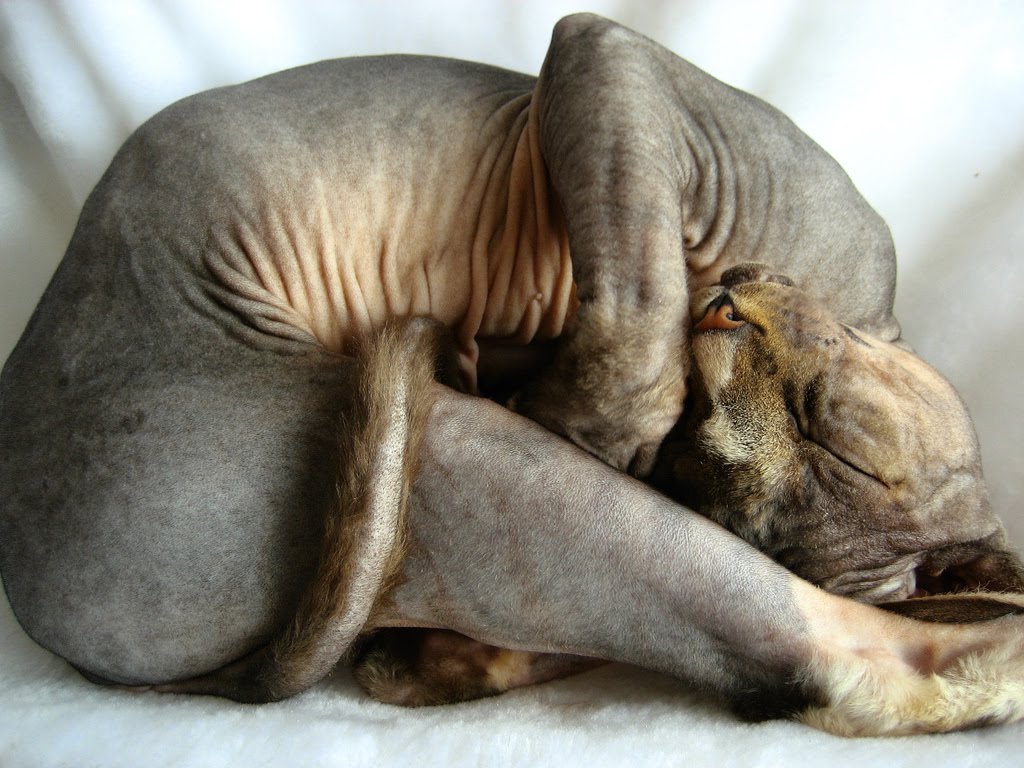 [CurledSphynx.jpg]