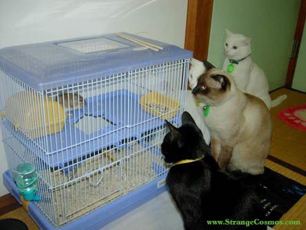 [cat.bmp]