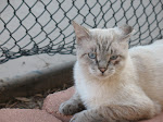 ADOPTED!!!... Mesquite, NV.