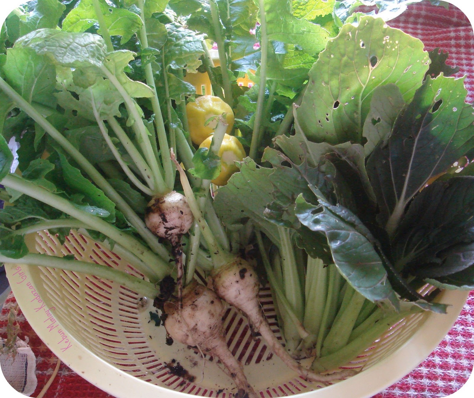 Kebun MalayKadazan girls Leek, Turnip & Squash week