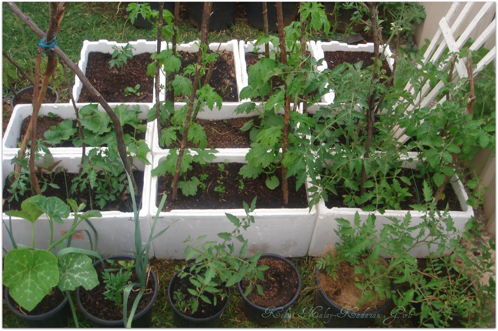 Kebun MalayKadazan girls Polystyrene container summer layout.