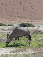 Namibian Wildlife